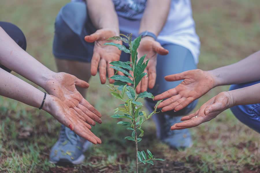 Unimed Londrina promove plantio de mais de 2 mil mudas de árvores na região Norte do PR