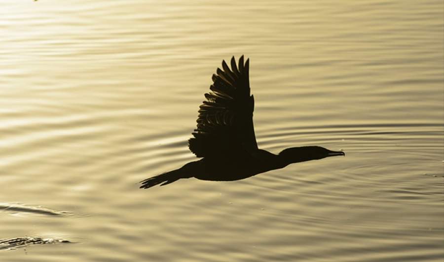 Crédito: Divulgação 