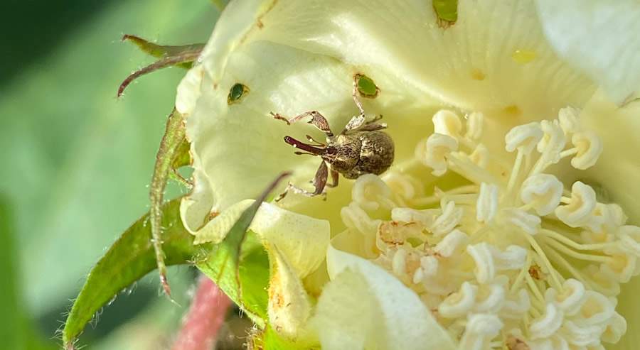  Foto: bicudo-do-algodoeiro