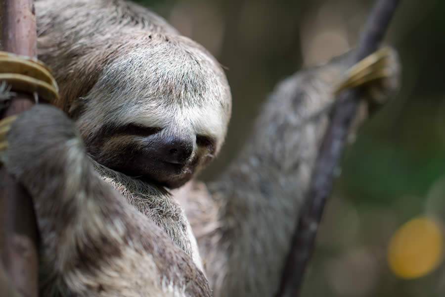 CRÉDITO: Smithsonian Channel/Off the Fence Productions Ltd