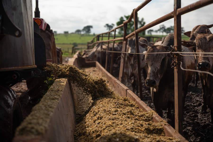 Alta do milho: quais alternativas para otimizar o uso na nutrição animal?