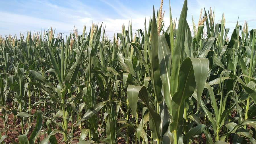 Manejo fisiológico para grandes culturas
