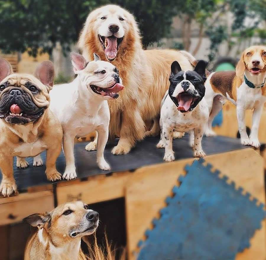 Com o novo plano de reabertura do comércio procura por Creches para Pets aumenta