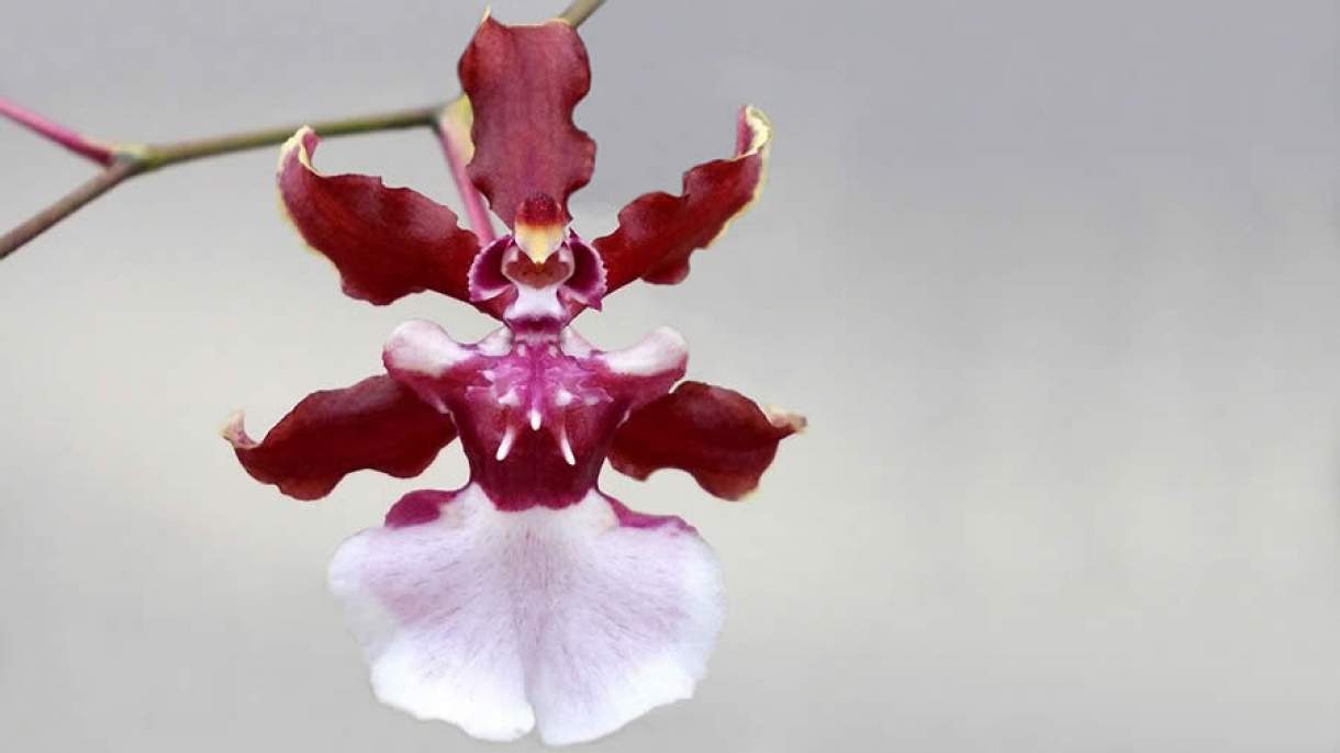 Combinação perfeita: chocolate e orquídeas que dão água na boca | SEGS -  Portal Nacional de Seguros, Saúde, Info, Ti, Educação