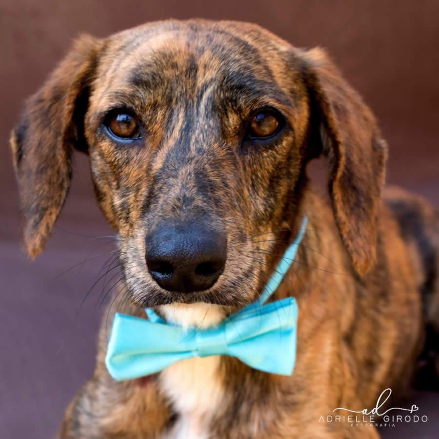 Feira virtual de adoção de cães e gatos Minas Shopping _foto divulgação