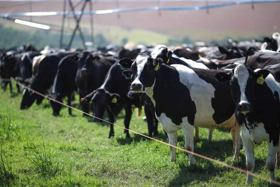 Syntec do Brasil adquire licença para uso do anti-inflamatório Maxitec para bovinos
