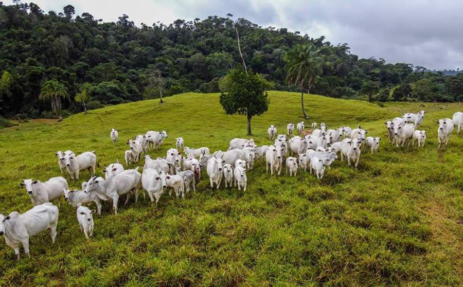 1º Leilão Virtual dos Produtores Rurais terá super oferta de bezerros
