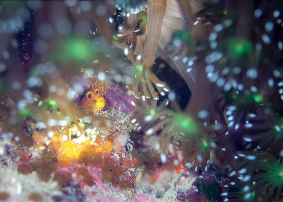 JNTO promove concurso de fotografia subaquática focado nos mares do Japão - Divulgação