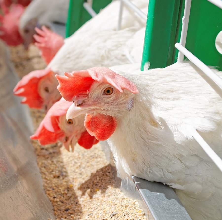 Disputa por alimentos é um importante desafio na nutrição de matrizes de corte