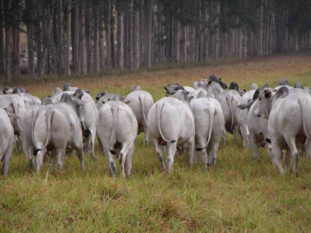 Megaleilão Nelore CFM oferta 650 touros com frete grátis para vários estados