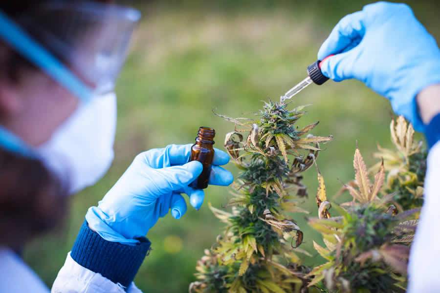 Cannabis medicinal: pesquisas clínicas são fundamentais na descoberta dos benefícios da cannabis para a saúde