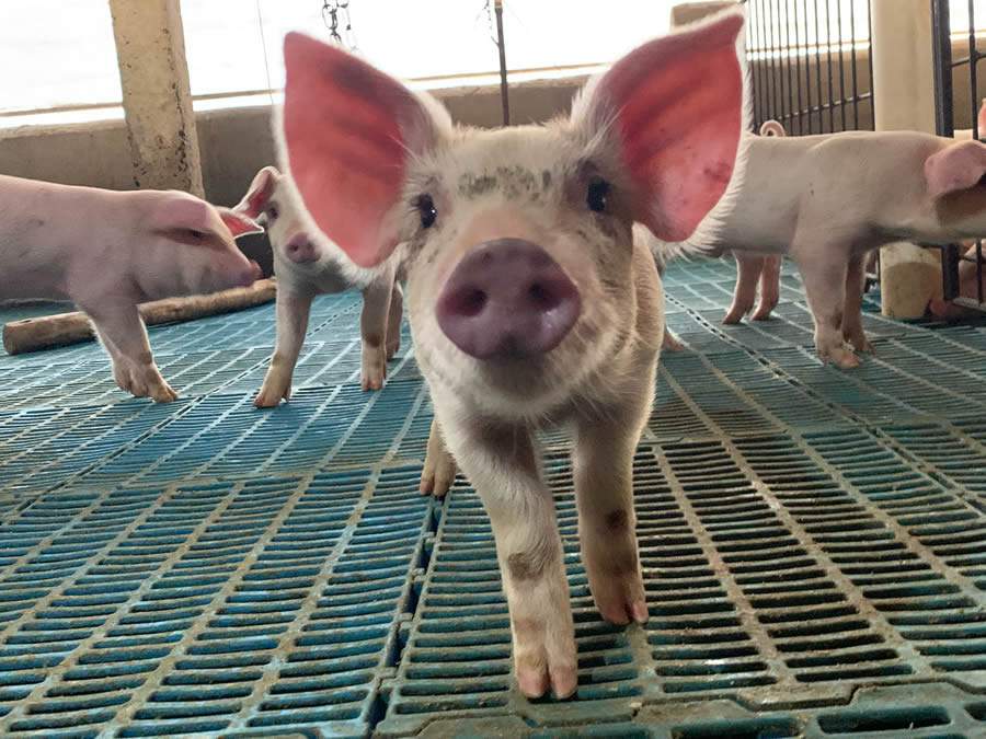 Animal na creche do GSR