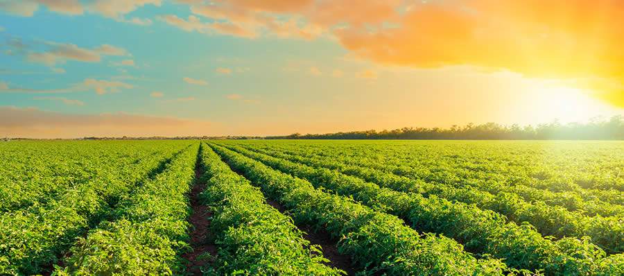 GAtec e ALFA lançam ferramenta única de gestão agroindustrial