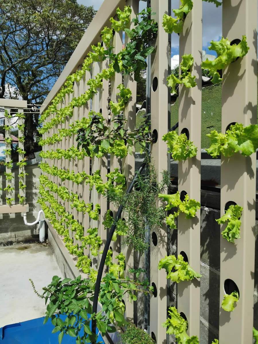 Lan&ccedil;amento da Horta AgroFavela em Heli&oacute;polis