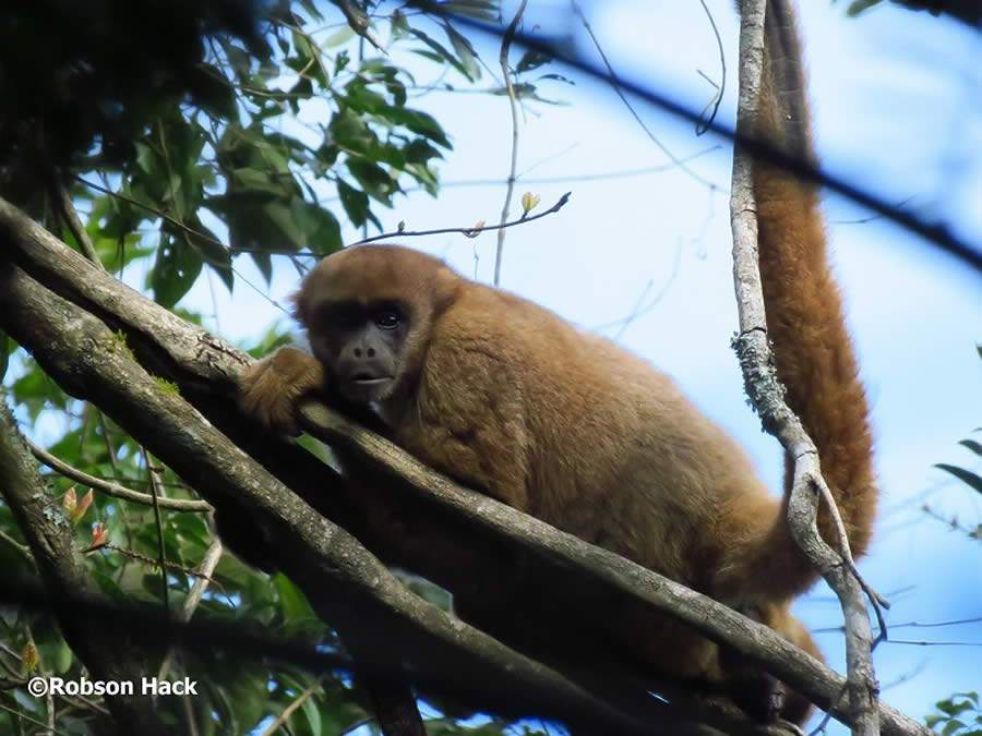 Crédito das fotos: Robson Hack/Lactec