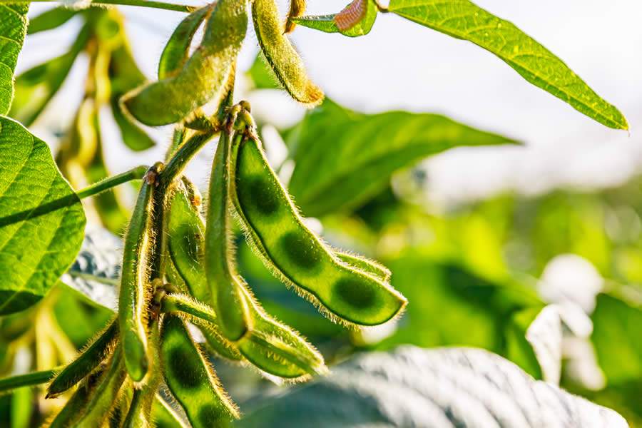 FMC impulsiona utilização de tecnologias para soja e milho