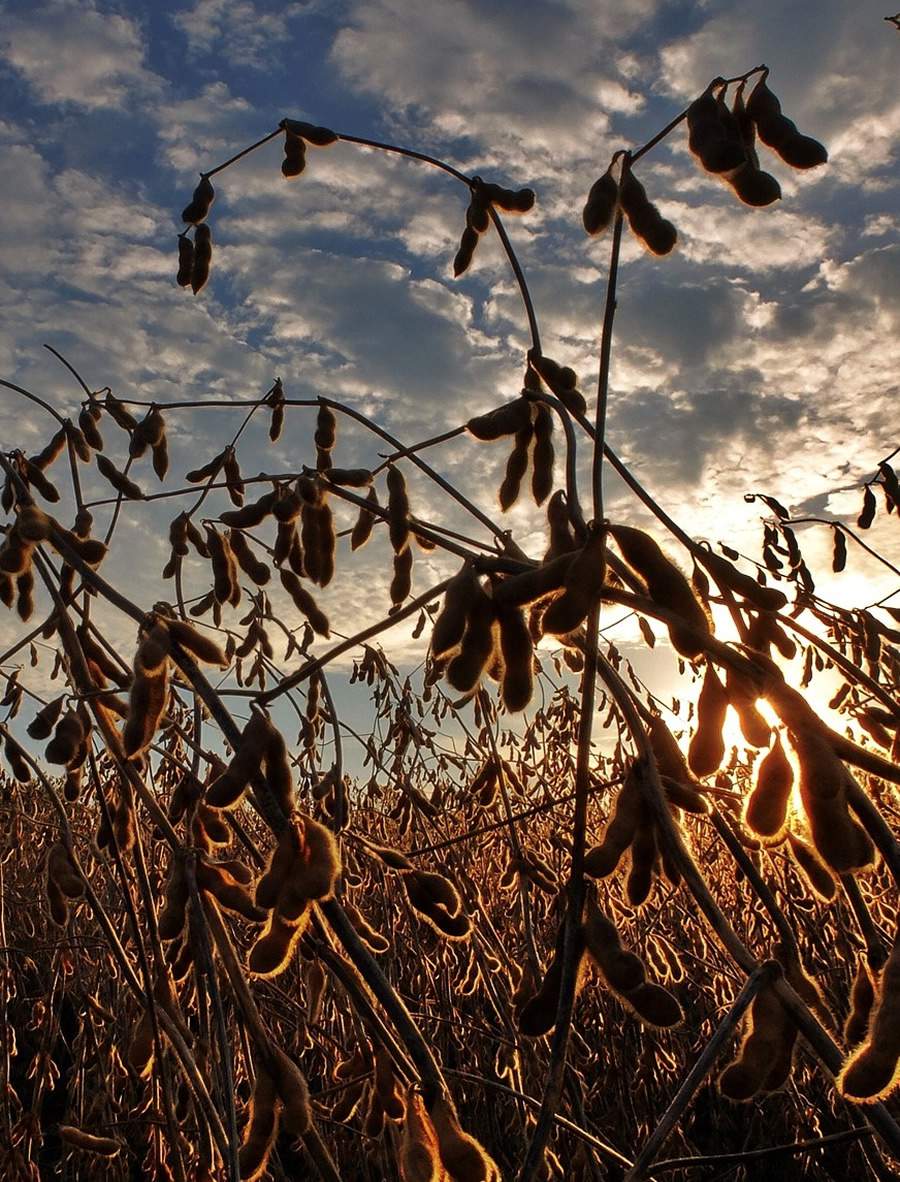 Enchimento eficaz: o que é preciso para melhorar o enchimento de grãos