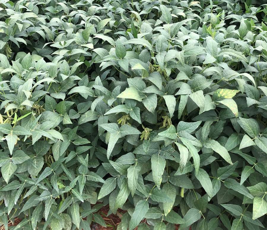 Fungicida multicultura mostra desempenho favorável ao produtor no controle da doença septoriose