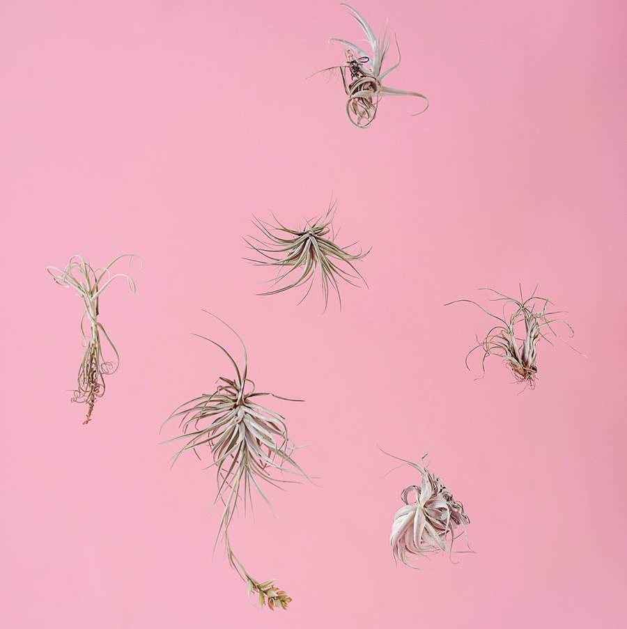 Aprenda os cuidados necess&aacute;rios para manter plantas &aacute;reas sempre bonitas e saud&aacute;veis