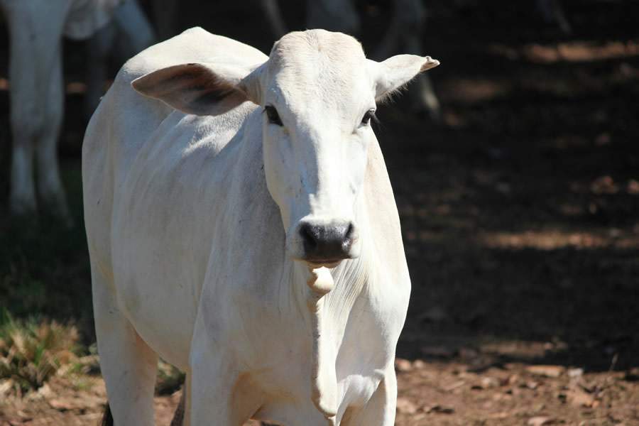 Crédito: Divulgação 