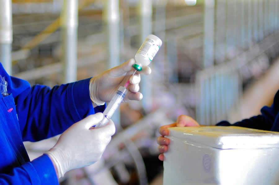Vacinação - Foto Jairo Backes - Embrapa Suínos e Aves