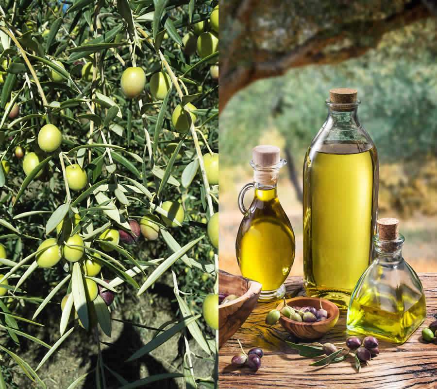 Dia 26 de novembro, dia mundial da oliveira