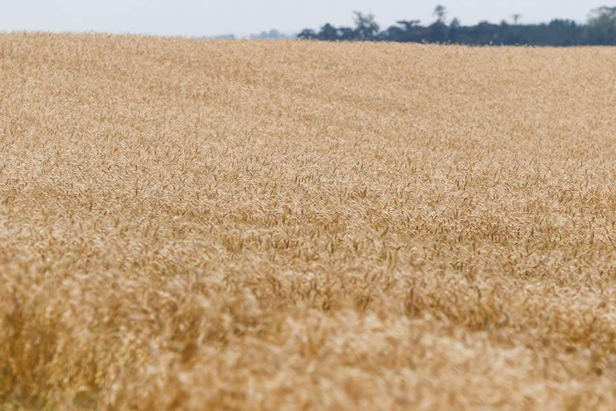 Mais de 2 mil produtores estão envolvidos com a produção do Trigo de Origem. Crédito: Antonio More