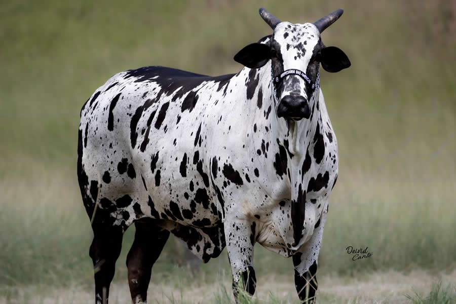 ACNB-Grupo-Everest-promove-leilao-de-130-animais-Nelore-Pintado-foto-divulgacao