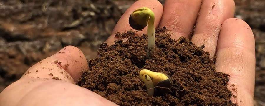 Fertiláqua esclarece as diferenças entre manejo fisiológico e manejo nutricional