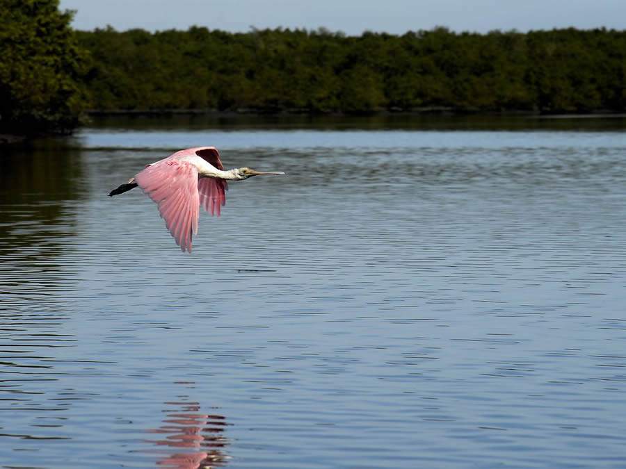 Manguezais da &Aacute;rea de Prote&ccedil;&atilde;o Ambiental (APA) de Guapimirim e Esta&ccedil;&atilde;o Ecol&oacute;gica da Guanabara, regi&atilde;o hidrogr&aacute;fica da Ba&iacute;a de Guanabara - Foto: T&acirc;nia R&ecirc;go/Ag&ecirc;ncia Brasil