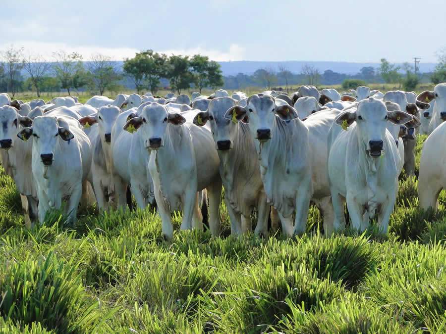 Saiba como manter alta produtividade em sua fazenda mesmo na esta&ccedil;&atilde;o seca