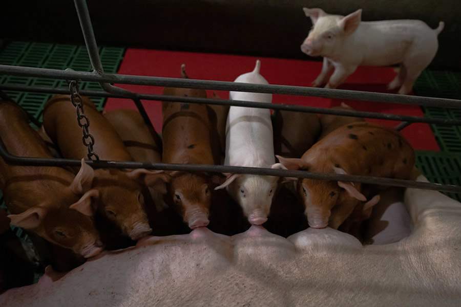 Crédito Wenderson Araújo/CNA