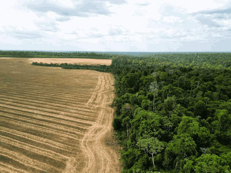 &Aacute;rea de conserva&ccedil;&atilde;o em Paragominas, no Par&aacute;: incentivos econ&ocirc;micos para frear o desmatamento e manter a floresta em p&eacute; (Imagem: Marcio Nagano / Divulga&ccedil;&atilde;o: Carbonext)
