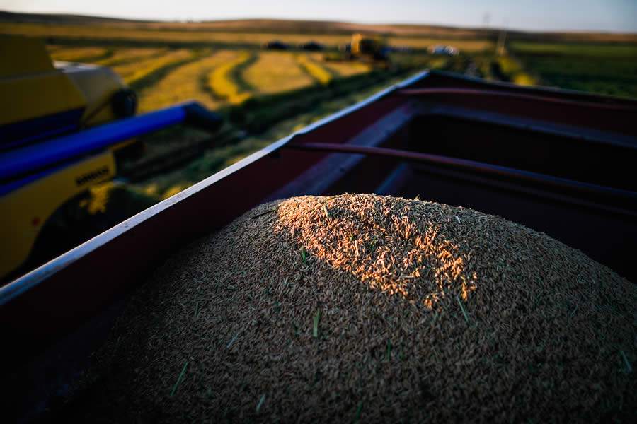 BRANDT apresenta tecnologias de nutrição de plantas na 31ª Abertura da Colheita do Arroz e Grãos