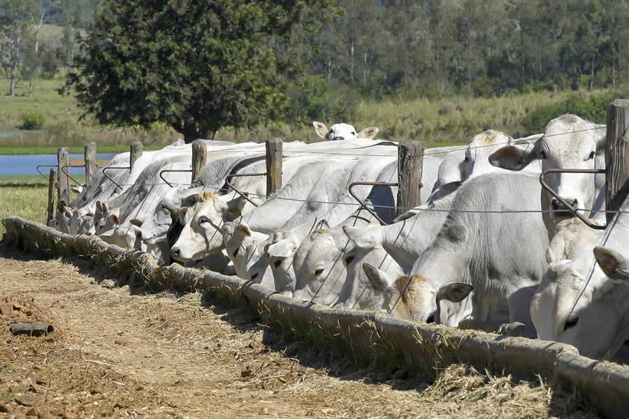 Doenças Respiratórias podem acometer até 60% dos bovinos em confinamento, alerta especialista