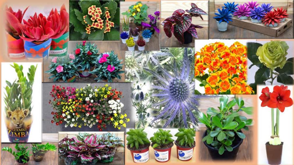 Novidades em flores e plantas estão prontas para dar às boas-vindas à Primavera