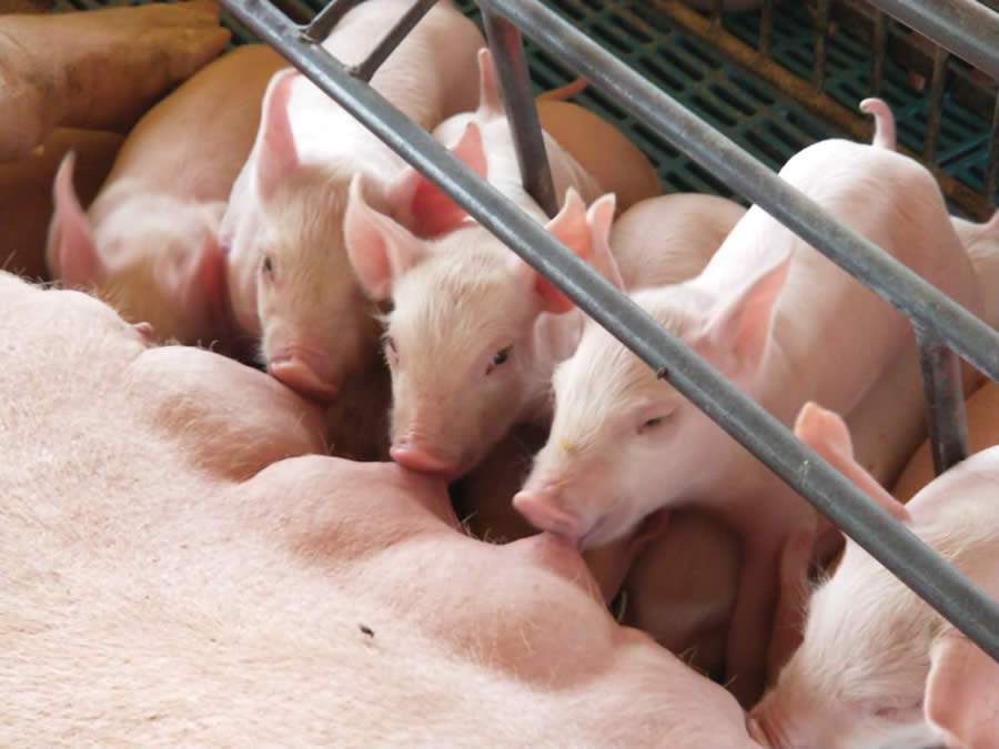 Cuidado com as instalações e rígido manejo sanitário são fundamentais para evitar infecções intestinais nos leitões, recomenda especialista da Vetoquinol