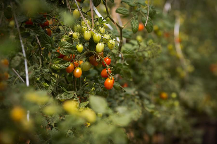 Crédito: Wenderson Araújo/CNA.