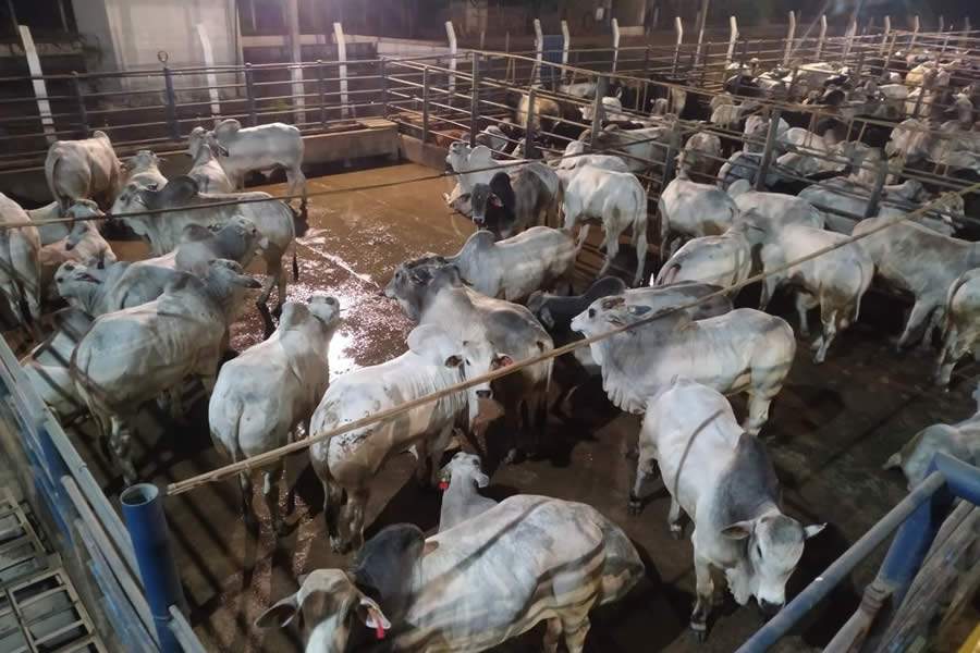 Circuito Nelore de Qualidade segue no Pará, desta vez, em Redenção