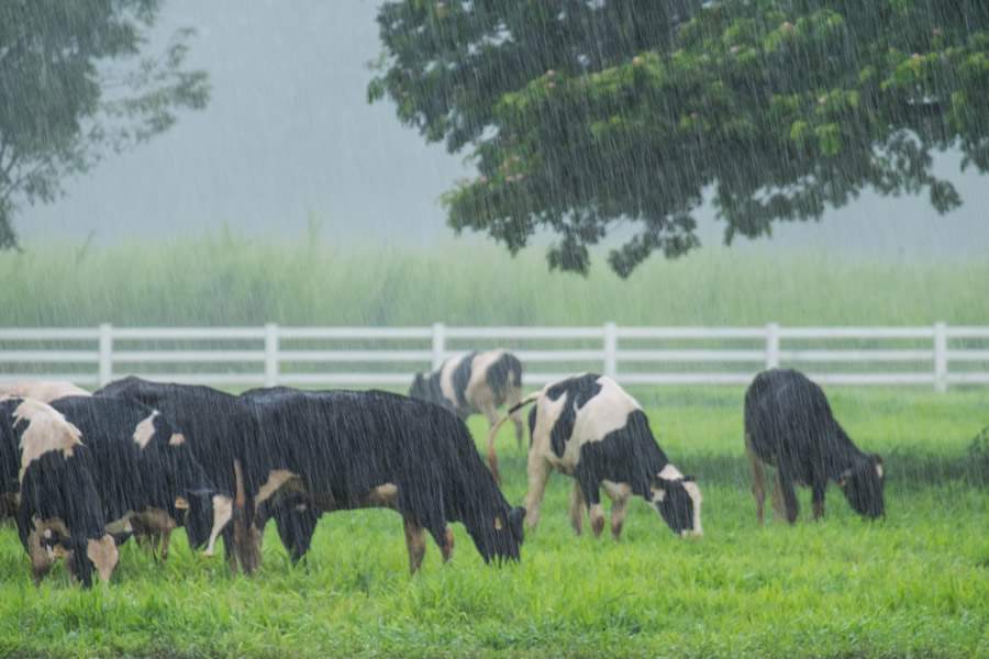 Período de chuvas representam alerta para produtores de leite que realizam suplementação mineral com livre acesso