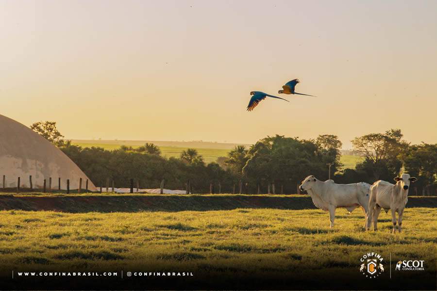 confina-brasil-primeira-rota-texto-divulgacao