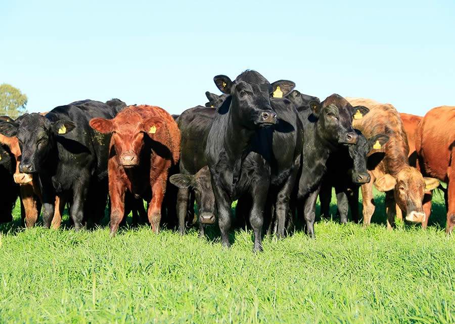 Brasil, Austr&aacute;lia e &Aacute;frica do Sul unificam dados gen&ocirc;micos sobre resist&ecirc;ncia bovina ao carrapato