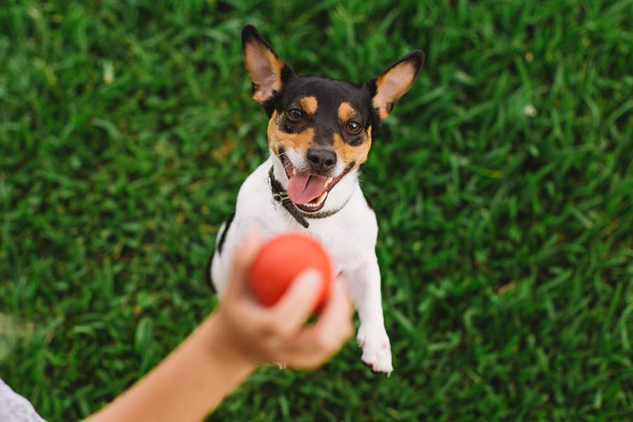 Compostos extra&iacute;dos de frutas, verduras, legumes e cereais, os nutrac&ecirc;uticos s&atilde;o aliados para preven&ccedil;&atilde;o e tratamento de doen&ccedil;as nos pets - Melvin Quaresma