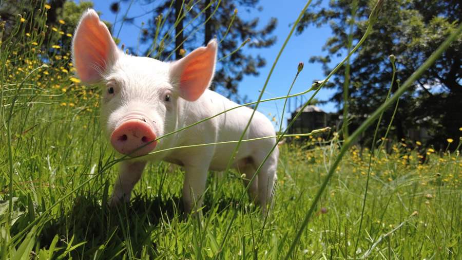 Reduzir o estresse dos suínos gera maior produtividade