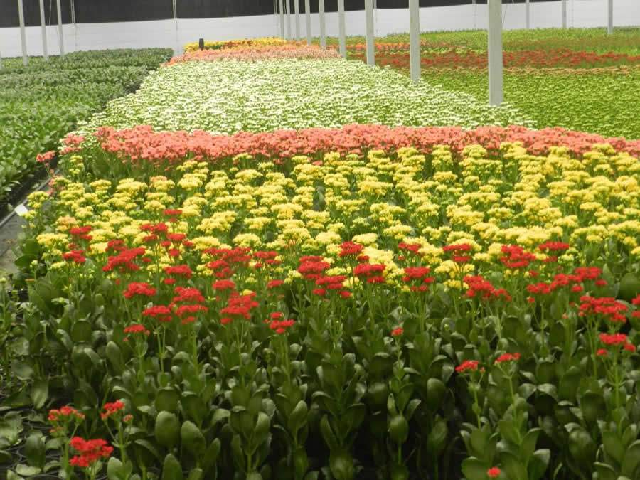 Ibraflor pede a governadores e prefeitos que permitam venda de flores para o Dia da Mulher