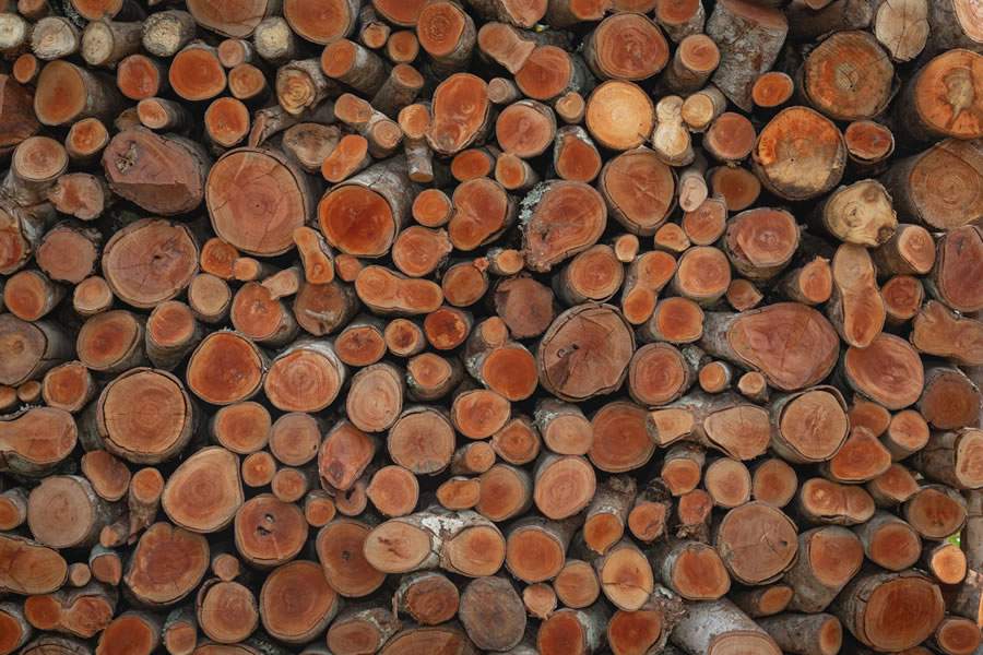 As consequências da umidade à madeira