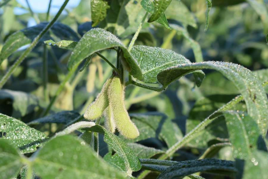 Brandt leva tecnologias agrícolas de alta performance à Expodireto, no RS