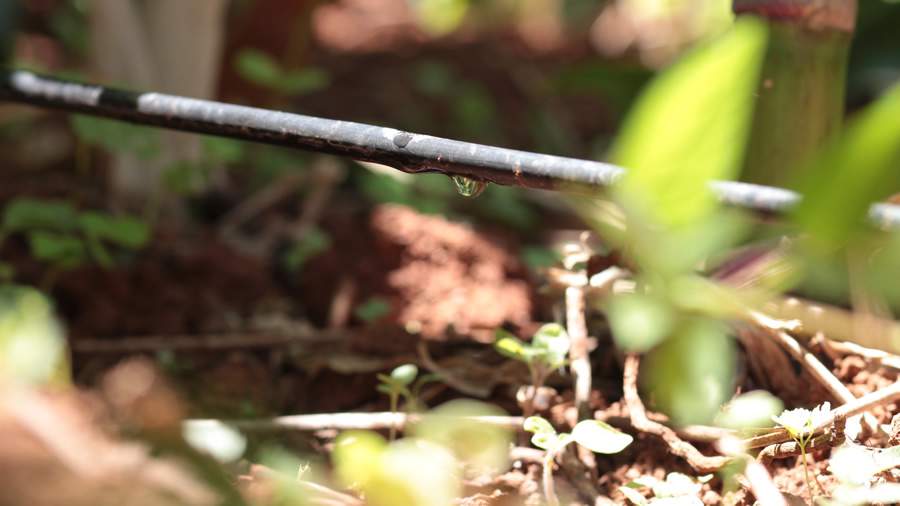 Dia Mundial da Conserva&ccedil;&atilde;o da &Aacute;gua: Irriga&ccedil;&atilde;o tecnificada garante uso consciente da &aacute;gua e aumento de produtividade