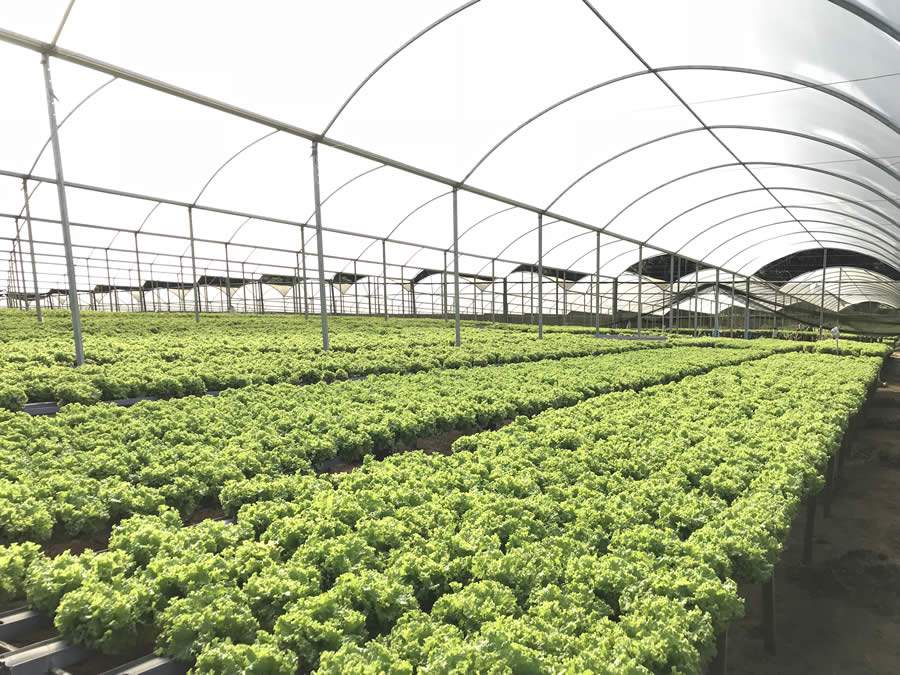 Cinco dicas para você escolher o melhor filme agrícola