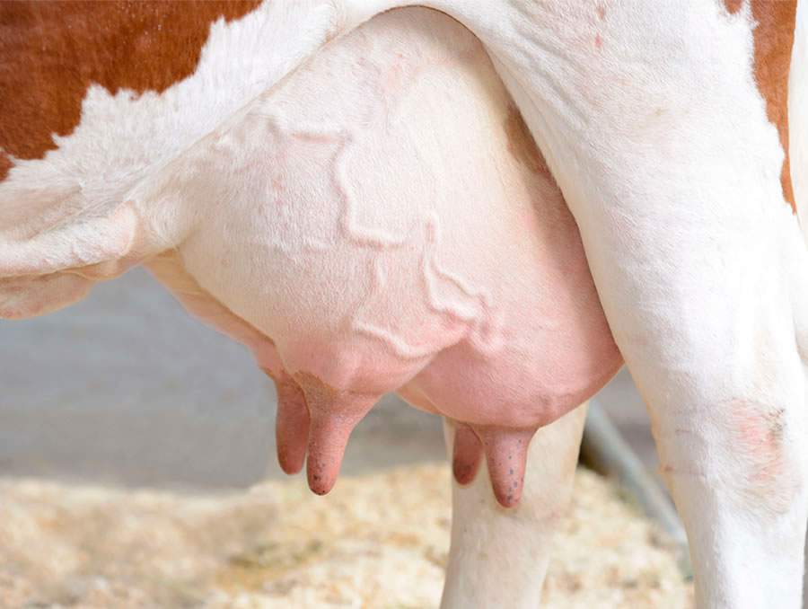 Chuva e calor representam combinação perfeita para aumento de mastite, doença que causa o maior prejuízo econômico à pecuária de leite